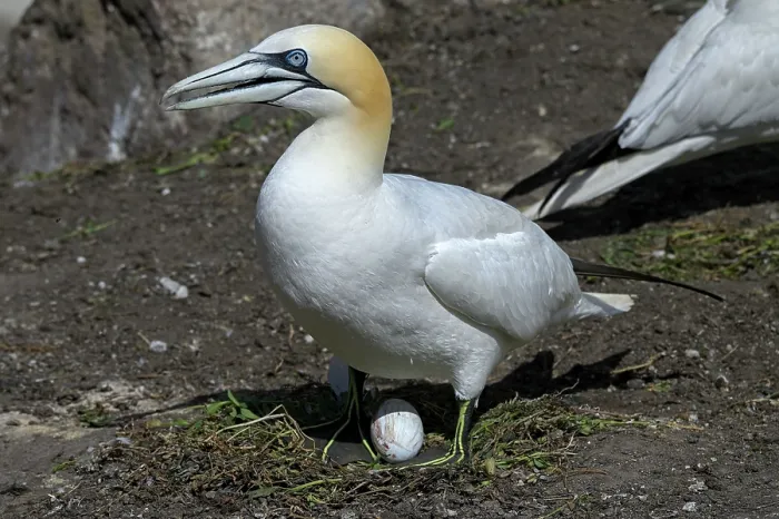 Framed Print : Northern gannet (Morus bassanus) standing over egg on nest, Great Saltee Island, County Wexford, Republic of Ireland. June Framed Print : Northern gannet (Morus bassanus) standing over egg on nest, Great Saltee Island, County Wexford, Republic of Ireland. June