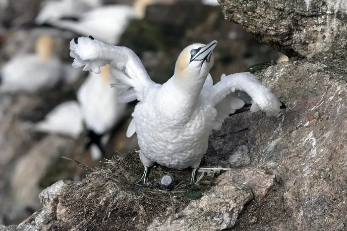 Framed Print : Northern gannet (Morus bassanus) stretching and wing-flapping on nest with newborn chick visible, Hermaness National Scenic Area, Shetland, Scotland, UK. June Framed Print : Northern gannet (Morus bassanus) stretching and wing-flapping on nest with newborn chick visible, Hermaness National Scenic Area, Shetland, Scotland, UK. June