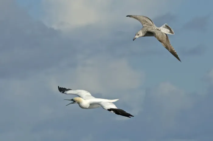 Framed Print : Northern gannet (Sula bassana) being mobbed by immature Great black-backed gull (Larus marinus) Framed Print : Northern gannet (Sula bassana) being mobbed by immature Great black-backed gull (Larus marinus)