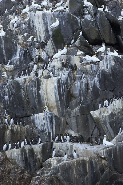 Northern gannets (Morus bassanus) and Common guillemots (Uria aalge) on rock face