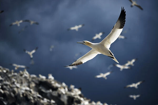 Northern gannets (Morus bassanus) colony with birds in flight. Bass Rock, Scotland, UK