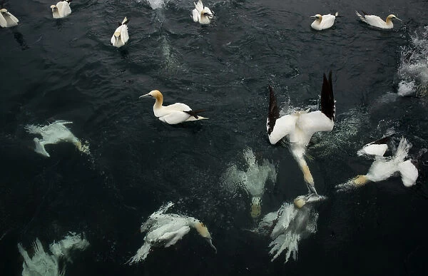 Northern gannets (Morus bassanus) diving and feeding on fish
