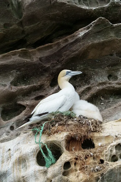 Framed Print : Northern gannets (Morus bassanus) with chick on nest on cliff face, Noss National Nature Reserve. Shetland Isles, Scotland, UK. July Framed Print : Northern gannets (Morus bassanus) with chick on nest on cliff face, Noss National Nature Reserve. Shetland Isles, Scotland, UK. July