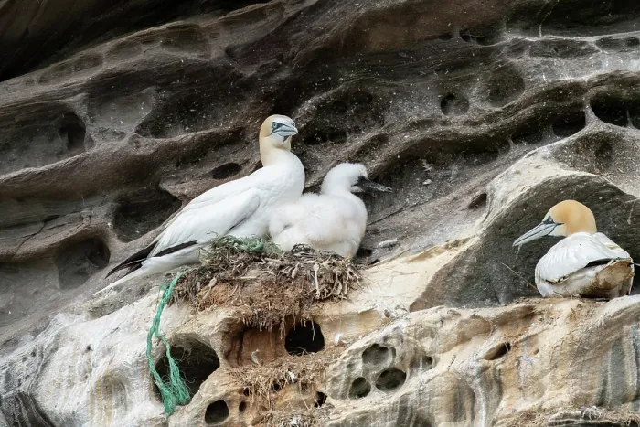 Framed Print : Northern gannets (Morus bassanus) with chick on nest made with parts of nylon fishing nets and ropes, Noss National Nature Reserve. Shetland Isles, Scotland, UK. July Framed Print : Northern gannets (Morus bassanus) with chick on nest made with parts of nylon fishing nets and ropes, Noss National Nature Reserve. Shetland Isles, Scotland, UK. July