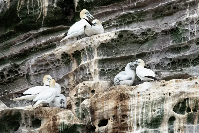 Framed Print : Northern gannets (Morus bassanus) with chicks at nesting site on cliff face, Noss National Nature Reserve. Shetland Isles, Scotland, UK. July Framed Print : Northern gannets (Morus bassanus) with chicks at nesting site on cliff face, Noss National Nature Reserve. Shetland Isles, Scotland, UK. July