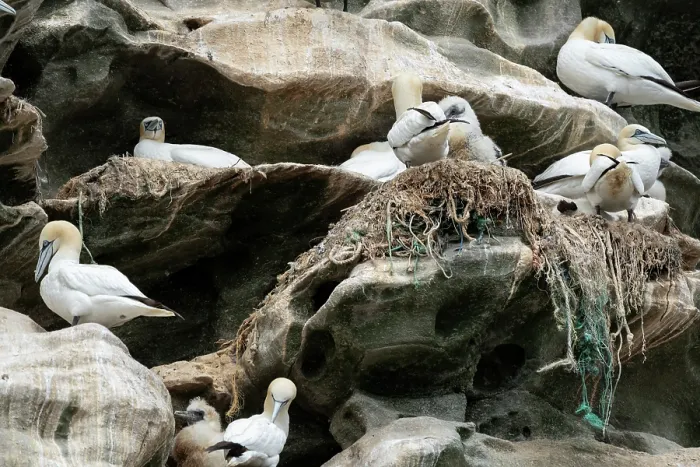 Framed Print : Northern gannets (Morus bassanus) with chicks on nests made with parts of nylon fishing nets and ropes, Noss National Nature Reserve. Shetland Isles, Scotland, UK. July Framed Print : Northern gannets (Morus bassanus) with chicks on nests made with parts of nylon fishing nets and ropes, Noss National Nature Reserve. Shetland Isles, Scotland, UK. July