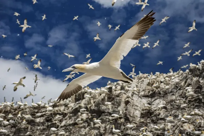 Framed Print : Northern gannets (Morus bassanus) colony with birds in flight, Bass Rock, Scotland, UK Framed Print : Northern gannets (Morus bassanus) colony with birds in flight, Bass Rock, Scotland, UK