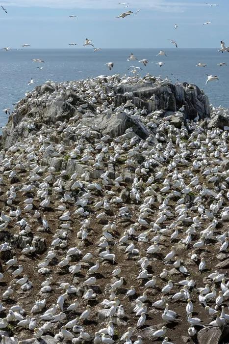 Framed Print : Northern gannets (Morus bassanus) colony on sea cliff, Great Saltee Island coast, County Wexford, Republic of Ireland. June Framed Print : Northern gannets (Morus bassanus) colony on sea cliff, Great Saltee Island coast, County Wexford, Republic of Ireland. June