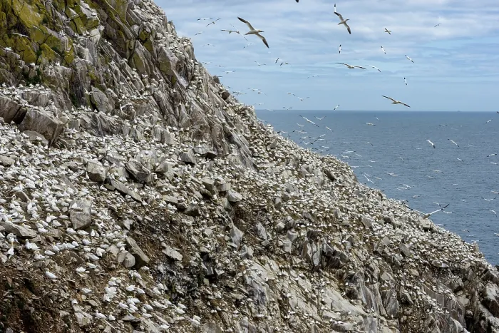 Framed Print : Northern gannets (Morus bassanus) colony on sea cliff, Great Saltee Island, County Wexford, Republic of Ireland. June Framed Print : Northern gannets (Morus bassanus) colony on sea cliff, Great Saltee Island, County Wexford, Republic of Ireland. June