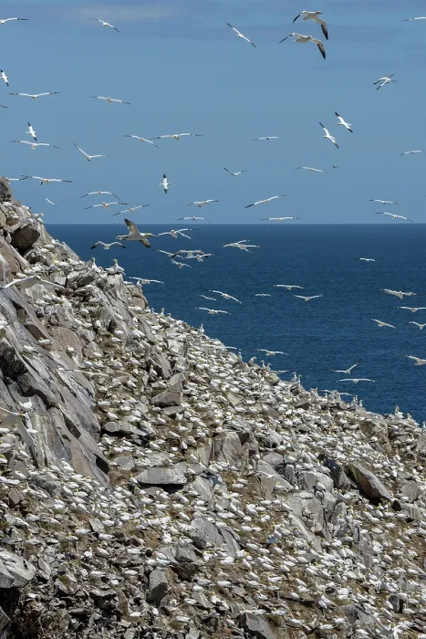 Framed Print : Northern gannets (Morus bassanus) colony on sea cliff, Great Saltee Island, County Wexford, Republic of Ireland. June Framed Print : Northern gannets (Morus bassanus) colony on sea cliff, Great Saltee Island, County Wexford, Republic of Ireland. June