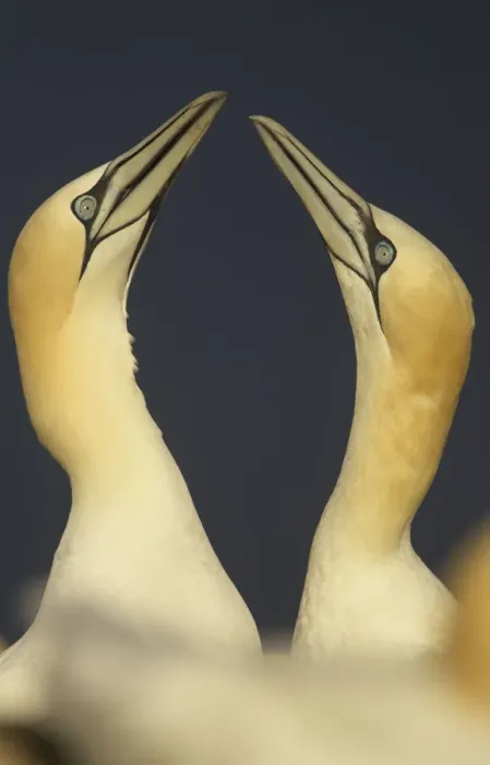 Framed Print : Northern gannets (Morus bassanus) displaying, Saltee Islands, Ireland, May 2008 Framed Print : Northern gannets (Morus bassanus) displaying, Saltee Islands, Ireland, May 2008