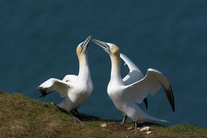 Framed Print : Two Northern gannets (Morus bassanus) displaying - high intensity mutual-fencing, Bempton Cliffs, East Riding of Yorkshire, England, UK. May Framed Print : Two Northern gannets (Morus bassanus) displaying - high intensity mutual-fencing, Bempton Cliffs, East Riding of Yorkshire, England, UK. May