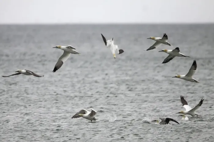 Framed Print : Northern gannets (Morus bassanus) diving, Saltee Islands, County Wexford, Ireland Framed Print : Northern gannets (Morus bassanus) diving, Saltee Islands, County Wexford, Ireland