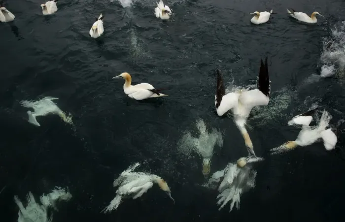 Framed Print : Northern gannets (Morus bassanus) diving and feeding on fish