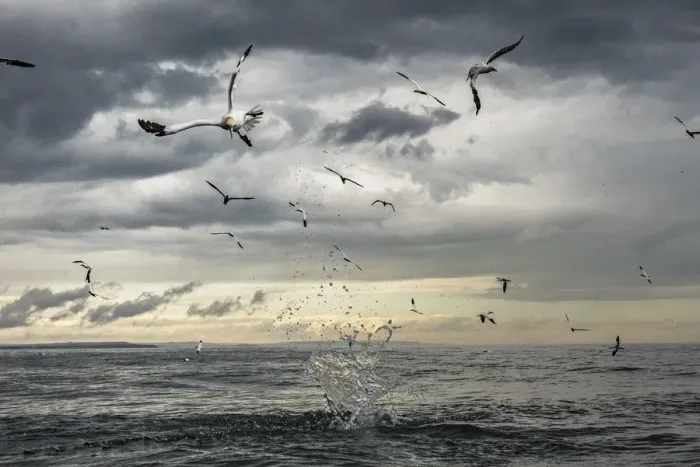Framed Print : Northern gannets (Morus bassanus) diving for fish. Bempton, Yorkshire, UK. August Framed Print : Northern gannets (Morus bassanus) diving for fish. Bempton, Yorkshire, UK. August