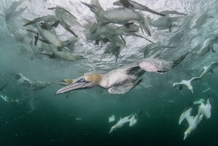 Framed Print : Northern gannets (Morus bassanus) diving underwater, Shetland, Scotland, UK, North Sea. August Framed Print : Northern gannets (Morus bassanus) diving underwater, Shetland, Scotland, UK, North Sea. August