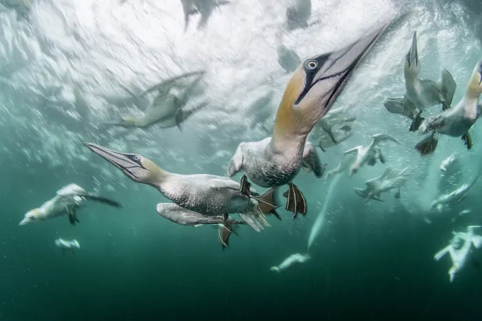 Framed Print : Northern gannets (Morus bassanus) diving underwater, Shetland, Scotland, UK, North Sea Framed Print : Northern gannets (Morus bassanus) diving underwater, Shetland, Scotland, UK, North Sea