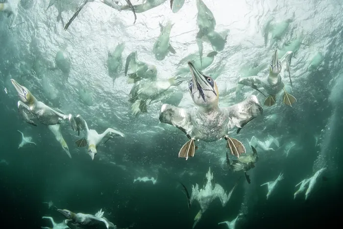Framed Print : Northern gannets (Morus bassanus) diving underwater to feed on discarded fish, Noss National Nature Reserve, Shetland Isles, Scotland, UK, Atlantic Ocean Framed Print : Northern gannets (Morus bassanus) diving underwater to feed on discarded fish, Noss National Nature Reserve, Shetland Isles, Scotland, UK, Atlantic Ocean