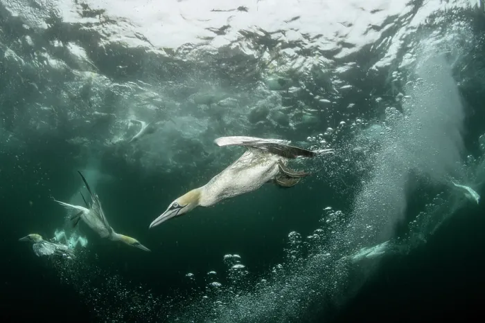 Framed Print : Northern gannets (Morus bassanus) diving underwater to feed on discarded fish, Noss National Nature Reserve, Shetland Isles, Scotland, UK, Atlantic Ocean Framed Print : Northern gannets (Morus bassanus) diving underwater to feed on discarded fish, Noss National Nature Reserve, Shetland Isles, Scotland, UK, Atlantic Ocean