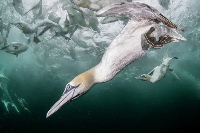 Framed Print : Northern gannets (Morus bassanus) diving underwater to feed on discarded fish, Noss National Nature Reserve, Shetland Isles, Scotland, UK, Atlantic Ocean Framed Print : Northern gannets (Morus bassanus) diving underwater to feed on discarded fish, Noss National Nature Reserve, Shetland Isles, Scotland, UK, Atlantic Ocean