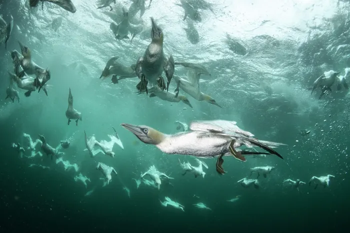 Framed Print : Northern gannets (Morus bassanus) diving underwater to feed on discarded fish, Noss National Nature Reserve, Shetland Isles, Scotland, UK, Atlantic Ocean Framed Print : Northern gannets (Morus bassanus) diving underwater to feed on discarded fish, Noss National Nature Reserve, Shetland Isles, Scotland, UK, Atlantic Ocean