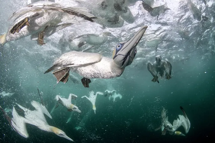 Framed Print : Northern gannets (Morus bassanus) diving underwater to feed on discarded fish, Noss National Nature Reserve, Shetland Isles, Scotland, UK, Atlantic Ocean Framed Print : Northern gannets (Morus bassanus) diving underwater to feed on discarded fish, Noss National Nature Reserve, Shetland Isles, Scotland, UK, Atlantic Ocean
