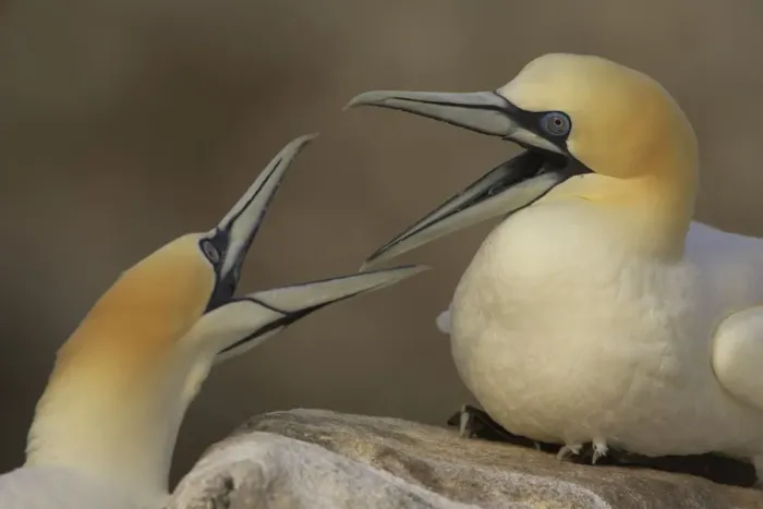 Framed Print : Northern gannets (Morus bassanus) fighting, Saltee Islands, Ireland, May 2008 Framed Print : Northern gannets (Morus bassanus) fighting, Saltee Islands, Ireland, May 2008