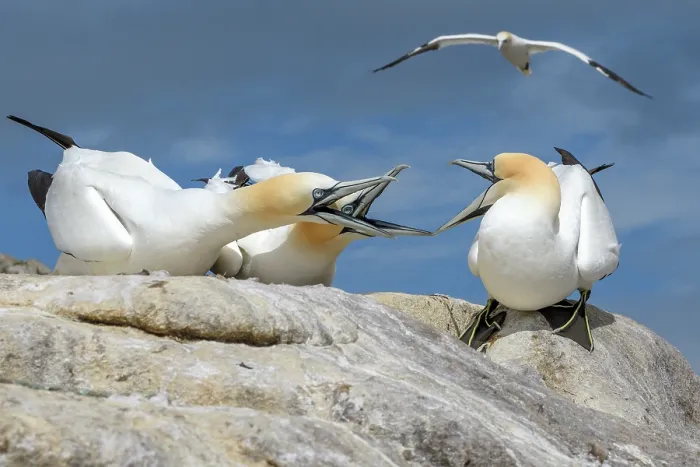 Framed Print : Northern gannets (Morus bassanus) fighting, Great Saltee Island, County Wexford, Republic of Ireland. June Framed Print : Northern gannets (Morus bassanus) fighting, Great Saltee Island, County Wexford, Republic of Ireland. June