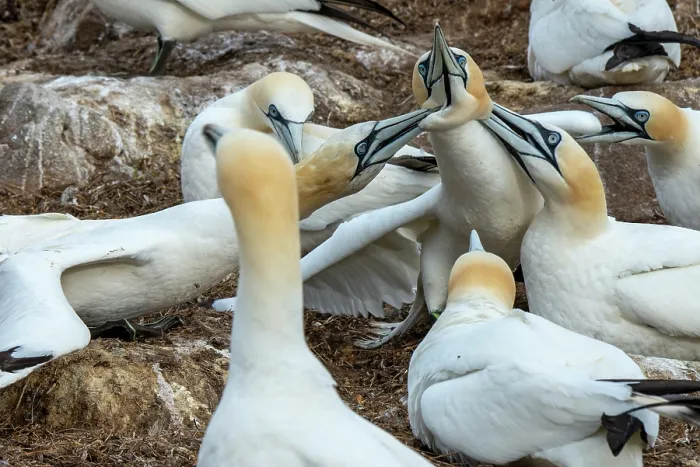Framed Print : Northern gannets (Morus bassanus) fighting in the colony, Great Saltee Island, County Wexford, Republic of Ireland. June Framed Print : Northern gannets (Morus bassanus) fighting in the colony, Great Saltee Island, County Wexford, Republic of Ireland. June