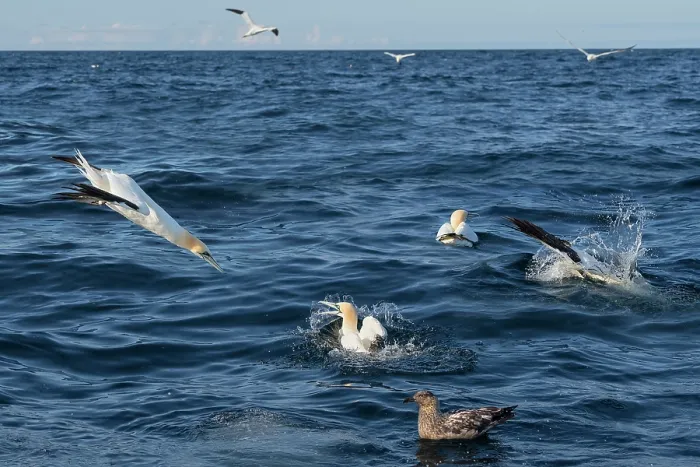 Framed Print : Northern gannets (Morus bassanus) fishing with a Great skua (Stercorarius skua) in foreground, Noss, Shetland Islands, Scotland, UK, North Sea. July Framed Print : Northern gannets (Morus bassanus) fishing with a Great skua (Stercorarius skua) in foreground, Noss, Shetland Islands, Scotland, UK, North Sea. July