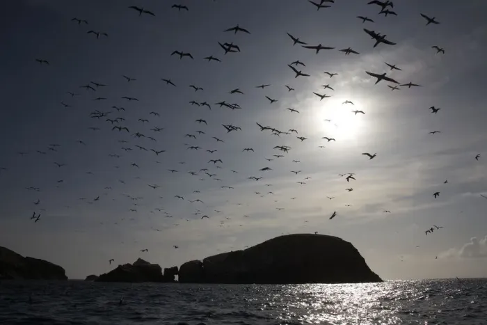 Framed Print : Northern gannets (Morus bassanus) in flight, The Flannans, Outer Hebrides, Scotland Framed Print : Northern gannets (Morus bassanus) in flight, The Flannans, Outer Hebrides, Scotland