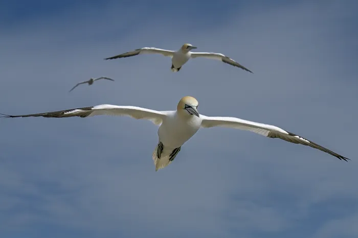 Framed Print : Northern gannets (Morus bassanus) in flight, Great Saltee Island, County Wexford, Republic of Ireland. June Framed Print : Northern gannets (Morus bassanus) in flight, Great Saltee Island, County Wexford, Republic of Ireland. June