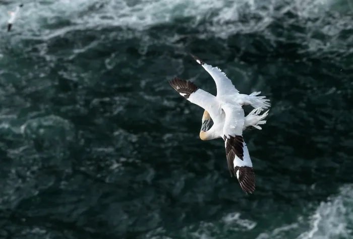 Framed Print : Two Northern gannets (Morus bassanus) in flight entwined in mortal combat over the nesting colony, Hermaness National Scenic Area, Shetland, Scotland, UK. June
