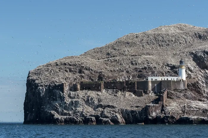 Framed Print : Northern gannets (Morus bassanus) in flight over lighthouse at nesting colony on Bass Rock, Lothian, Scotland, UK. May Framed Print : Northern gannets (Morus bassanus) in flight over lighthouse at nesting colony on Bass Rock, Lothian, Scotland, UK. May
