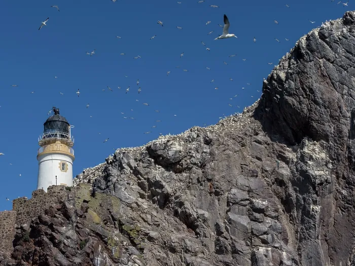 Framed Print : Northern gannets (Morus bassanus) in flight over lighthouse at nesting colony on Bass Rock, Lothian, Scotland, UK. May Framed Print : Northern gannets (Morus bassanus) in flight over lighthouse at nesting colony on Bass Rock, Lothian, Scotland, UK. May