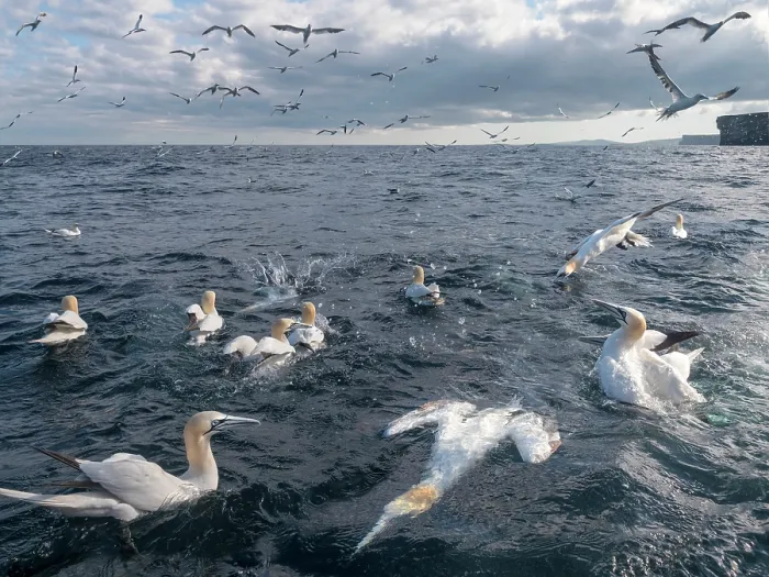 Framed Print : Northern gannets (Morus bassanus) flock fishing, Noss, Shetland Islands, Scotland, UK, North Sea. July Framed Print : Northern gannets (Morus bassanus) flock fishing, Noss, Shetland Islands, Scotland, UK, North Sea. July