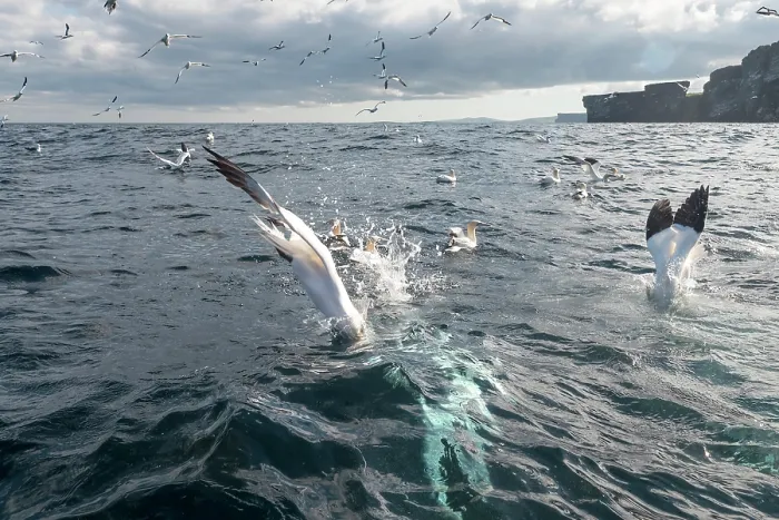 Framed Print : Northern gannets (Morus bassanus) flock fishing, Noss, Shetland Islands, Scotland, UK, North Sea. July Framed Print : Northern gannets (Morus bassanus) flock fishing, Noss, Shetland Islands, Scotland, UK, North Sea. July