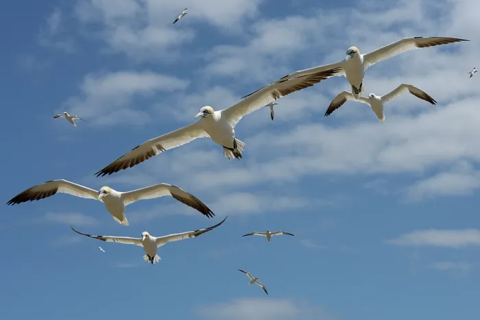 Framed Print : Northern gannets (Morus bassanus) flock in flight, Great Saltee Island, County Wexford, Republic of Ireland. June Framed Print : Northern gannets (Morus bassanus) flock in flight, Great Saltee Island, County Wexford, Republic of Ireland. June