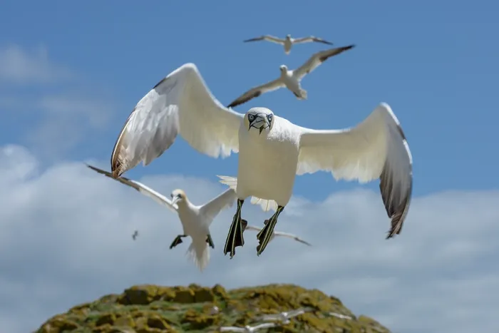 Framed Print : Northern gannets (Morus bassanus) flock landing on cliff top, Great Saltee Island, County Wexford, Republic of Ireland. June Framed Print : Northern gannets (Morus bassanus) flock landing on cliff top, Great Saltee Island, County Wexford, Republic of Ireland. June