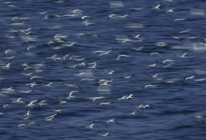 Framed Print : Northern gannets (Morus bassanus) flying low over the sea, North Atlantic, June 2009 Framed Print : Northern gannets (Morus bassanus) flying low over the sea, North Atlantic, June 2009