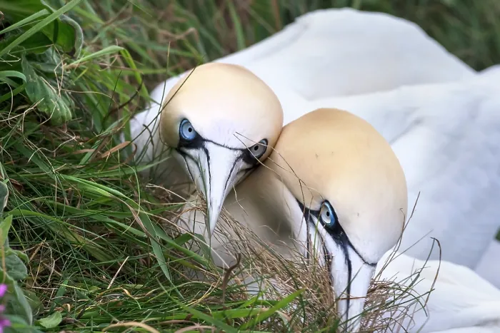 Framed Print : Two Northern gannets (Morus bassanus) gathering grass for nesting, Bempton Cliffs, Yorkshire, England, UK. May Framed Print : Two Northern gannets (Morus bassanus) gathering grass for nesting, Bempton Cliffs, Yorkshire, England, UK. May