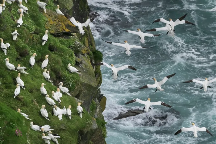 Framed Print : Northern gannets (Morus bassanus) grass-gathering, a communal activity involving both nesting adults and non-nesting juveniles, Hermaness National Scenic Area, Shetland, Scotland Framed Print : Northern gannets (Morus bassanus) grass-gathering, a communal activity involving both nesting adults and non-nesting juveniles, Hermaness National Scenic Area, Shetland, Scotland