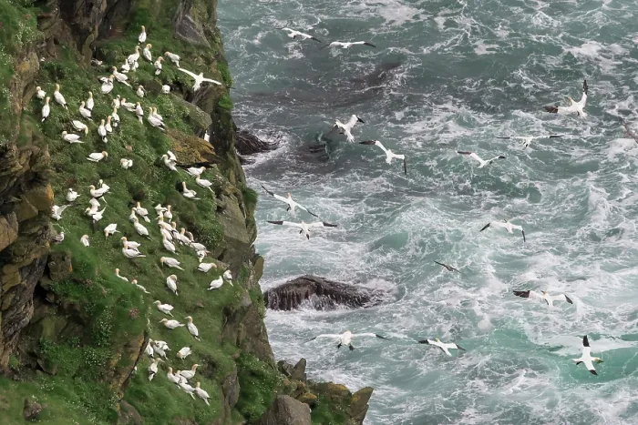 Framed Print : Northern gannets (Morus bassanus) grass-gathering, a communal activity involving both nesting adults and non-nesting juveniles, Hermaness National Scenic Area, Shetland, Scotland Framed Print : Northern gannets (Morus bassanus) grass-gathering, a communal activity involving both nesting adults and non-nesting juveniles, Hermaness National Scenic Area, Shetland, Scotland