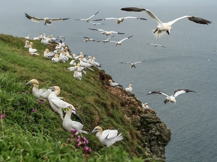 Framed Print : Northern gannets (Morus bassanus) grass-gathering on cliff top, Bempton Cliffs, East Riding of Yorkshire, England, UK. May Framed Print : Northern gannets (Morus bassanus) grass-gathering on cliff top, Bempton Cliffs, East Riding of Yorkshire, England, UK. May