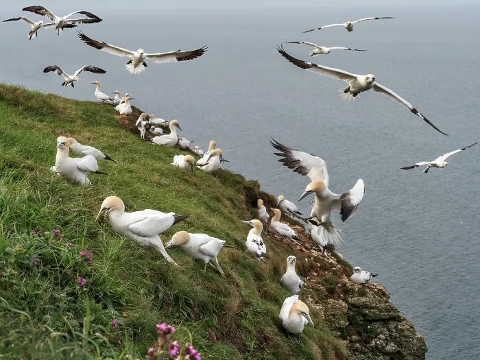 Framed Print : Northern gannets (Morus bassanus) grass-gathering on cliff top, Bempton Cliffs, East Riding of Yorkshire, England, UK. May Framed Print : Northern gannets (Morus bassanus) grass-gathering on cliff top, Bempton Cliffs, East Riding of Yorkshire, England, UK. May