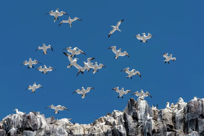Framed Print : Northern gannets (Morus bassanus) hovering in strong wind at nesting colony, Bass Rock, Lothian, Scotland, UK. May Framed Print : Northern gannets (Morus bassanus) hovering in strong wind at nesting colony, Bass Rock, Lothian, Scotland, UK. May