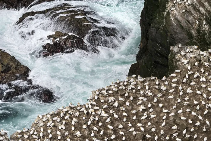 Framed Print : Northern gannets (Morus bassanus) nesting colony, Hermaness National Scenic Area, Shetland, Scotland, UK. June Framed Print : Northern gannets (Morus bassanus) nesting colony, Hermaness National Scenic Area, Shetland, Scotland, UK. June