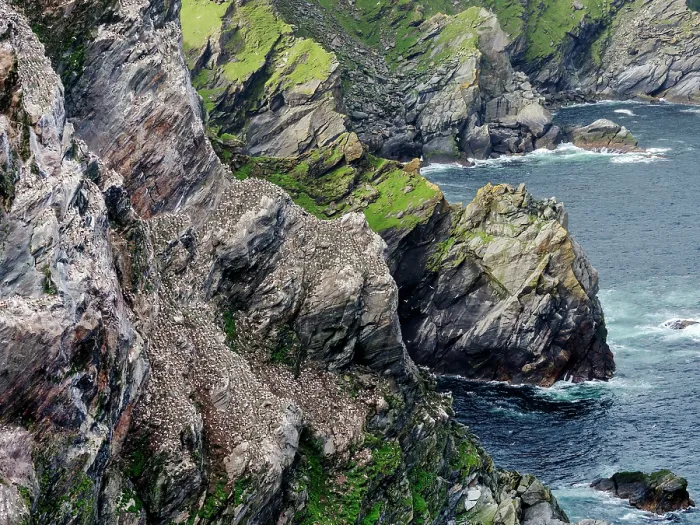 Framed Print : Northern gannets (Morus bassanus) nesting colony, Hermaness National Scenic Area, Shetland, Scotland, UK. July Framed Print : Northern gannets (Morus bassanus) nesting colony, Hermaness National Scenic Area, Shetland, Scotland, UK. July
