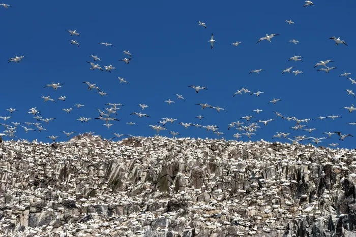 Framed Print : Northern gannets (Morus bassanus) nesting colony at Bass Rock, Lothian, Scotland, UK. May Framed Print : Northern gannets (Morus bassanus) nesting colony at Bass Rock, Lothian, Scotland, UK. May