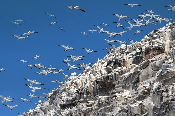 Framed Print : Northern gannets (Morus bassanus) nesting colony at Bass Rock, Lothian, Scotland, UK. May Framed Print : Northern gannets (Morus bassanus) nesting colony at Bass Rock, Lothian, Scotland, UK. May